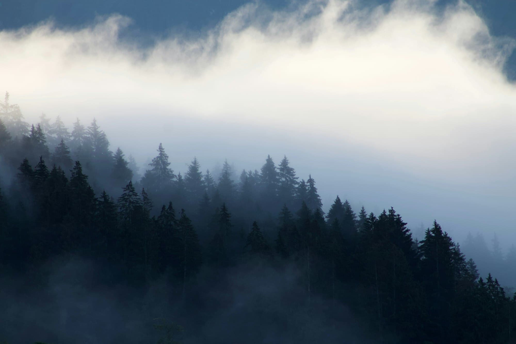 A misty evergreen forest at dusk