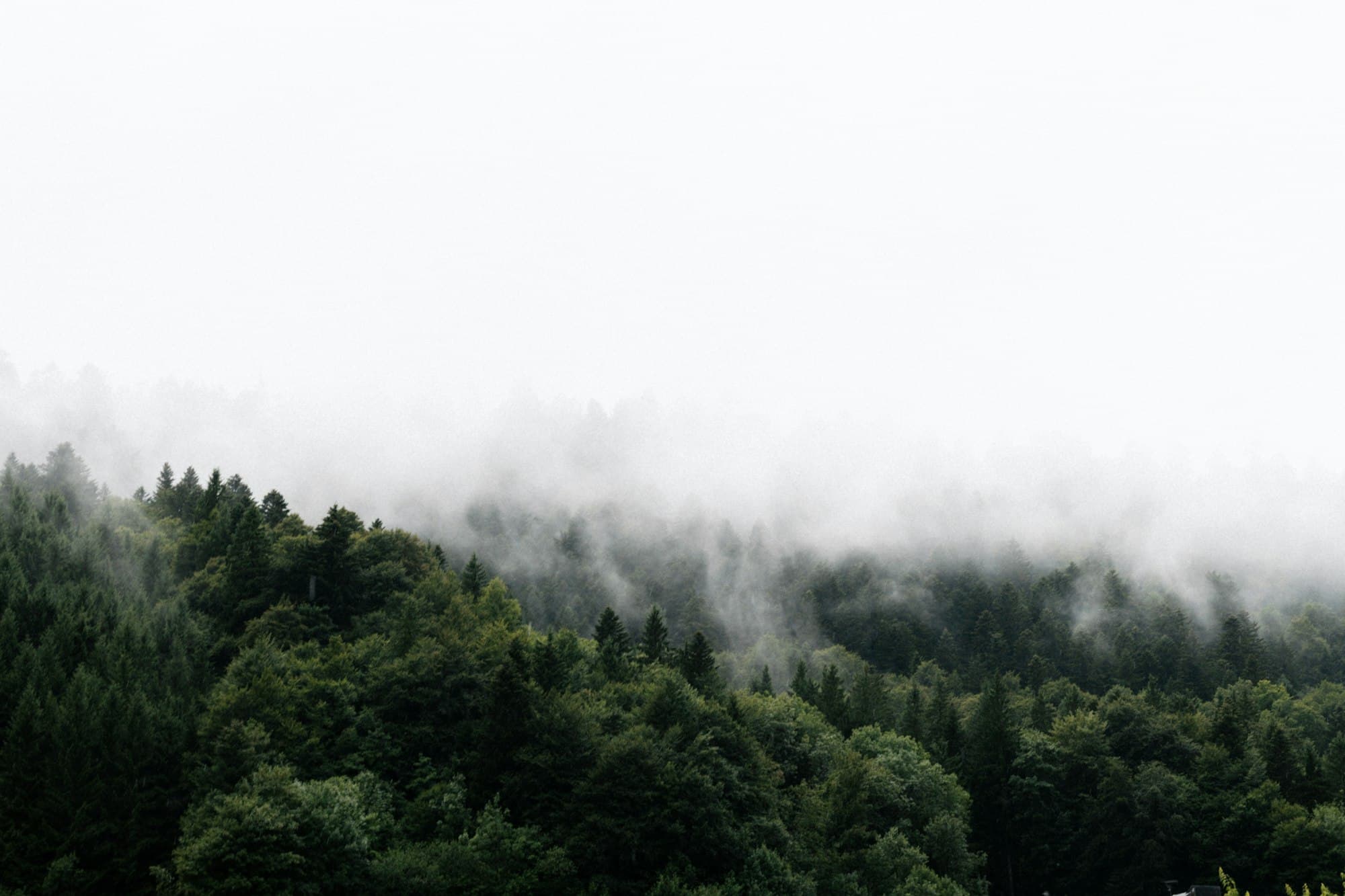 A misty green forest under soft light