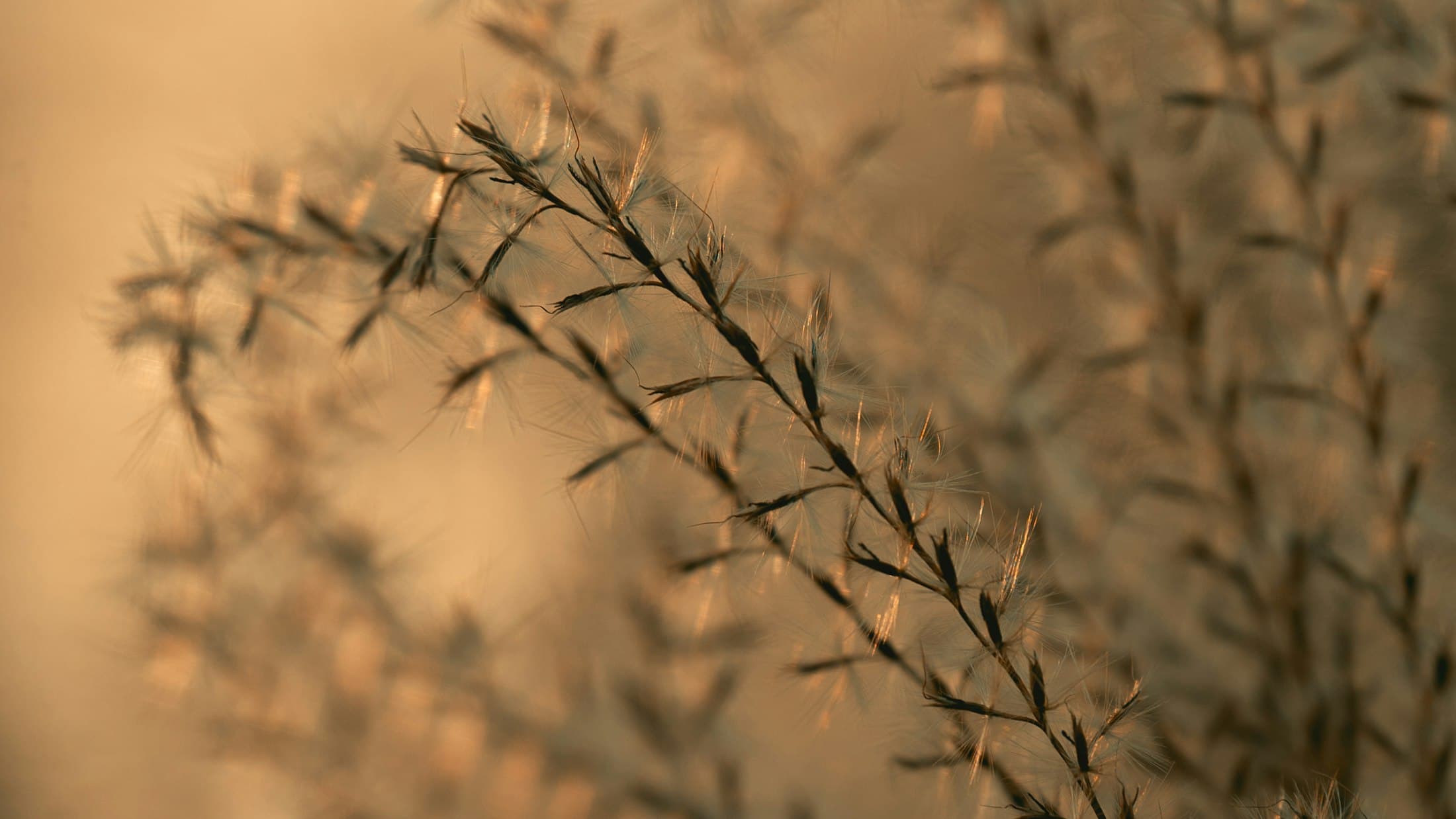 Soft grasses backlit by warm sunrise light